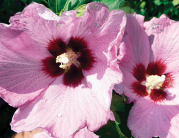 Althea Aphrodite.jpg thumbnail